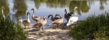 Closeup Of A Swan Bird Family. Two adult Leeds and Seven Gray Swans of Children in the Lake outside the City in Ukraine. Symbol of Love, Family and Fidelity.