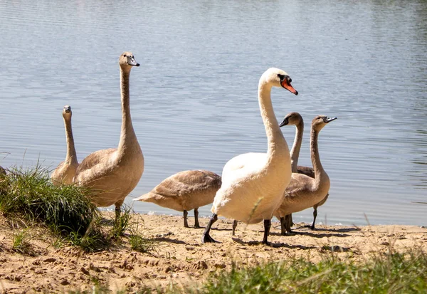 A beautiful family of swans swims on the lake. Mama swan and gray swans children in the lake outside the city in Ukraine. A symbol of love, family and fidelity.