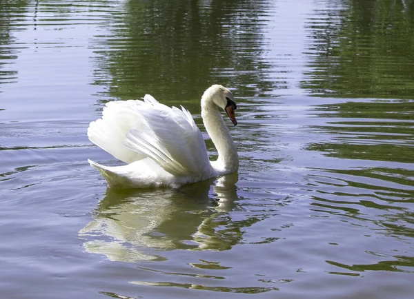 Close-up of a White Swan Swimming in a Lake outside a City in Ukraine. Symbol of Love and Loyalty