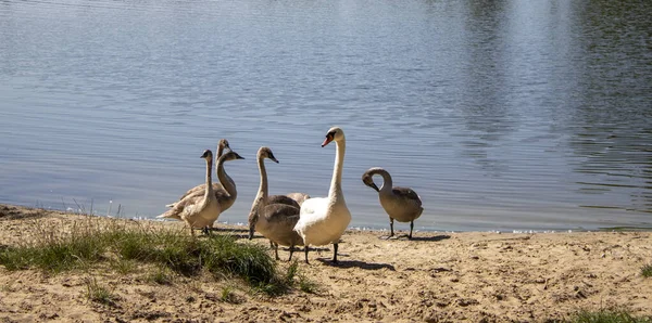 Beautiful Swan Family Swims on the Lake. Two Adult Leeds and Seven Gray Swans of Children in the Lake outside the City in Ukraine. Symbol of Love, Family and Fidelity.