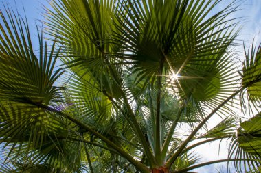 Vertical Low Angle Closeup Shot of a Palm Tree. Close up Palm Tree Trunk Texture. The Texture of the Palm Bark on the Background of Green Branches. Beautiful Summer Background. Tropical Beach.