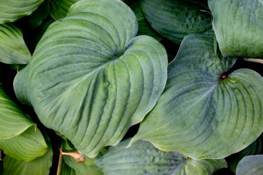 Tropikal Yaprakların Karanlık Botanik Geçmişi. Yeşil Yaprak ve Avuç Arkaplanı 'nın Doğa Manzarası. Düzlük, Karanlık Doğa Konsepti, Tropikal Yaprak, Peri Ormanı.