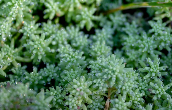 Närbild Vattendroppar Gröna Blad Vatten Liv Naturlig Bakgrund Morgondagg Gräs — Stockfoto