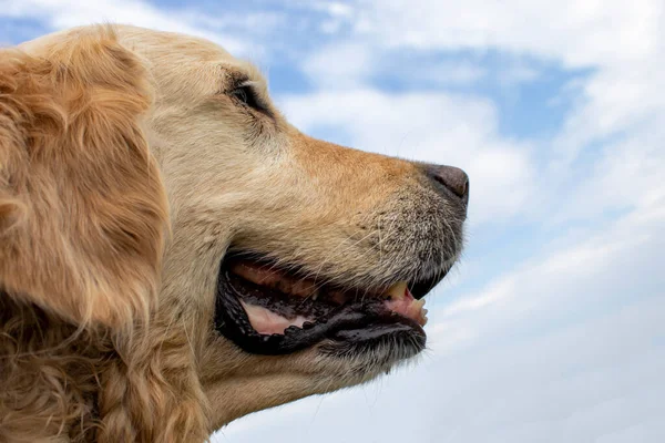 Porträt Eines Golden Labrador Retrievers Auf Natürlichem Hintergrund — Stockfoto