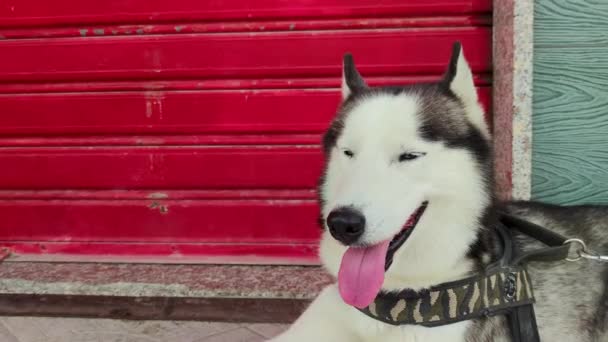 Gros Plan Des Yeux Husky Sibérien Regardant Caméra Bleu Fantastiques — Video