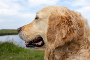 Golden Retriever yazın çimlerin üzerindeki parkta oturur. Nazik köpek, sevgili aile dostu..