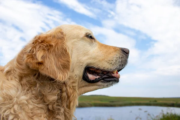 Золотий Ретривер Сидить Парку Траві Влітку Добрий Собака Дорогий Сімейний — стокове фото