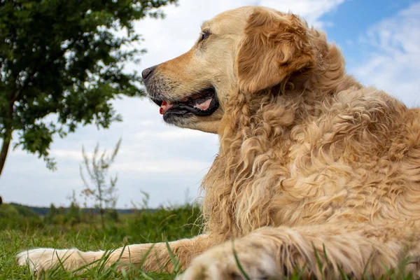 Golden Retriever Sitzt Sommer Park Auf Dem Rasen Lieber Hund — Stockfoto