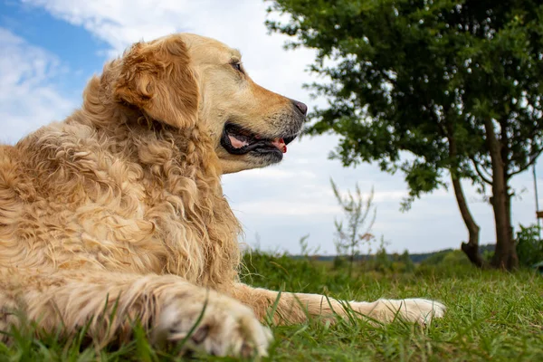 Golden Retriever Sitzt Sommer Park Auf Dem Rasen Lieber Hund — Stockfoto