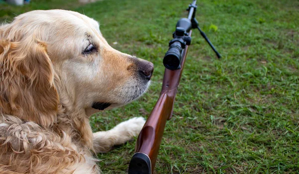 Avcı Silahıyla Bir Retriever Portresi Safkan Altın Avcı Köpeği — Stok fotoğraf