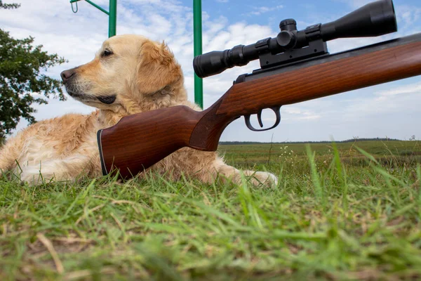 Avcı Silahıyla Bir Retriever Portresi Safkan Altın Avcı Köpeği — Stok fotoğraf