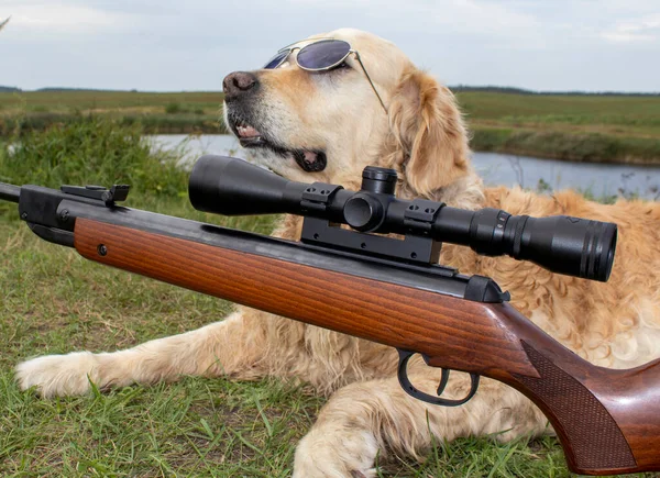 Köpek Avlanıyor Avcı Silahıyla Golden Retriever — Stok fotoğraf
