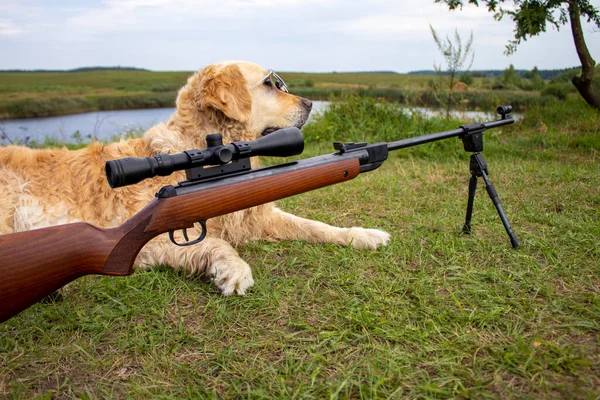 狩りの犬だ 狩りの武器を持つ黄金の回収機 — ストック写真