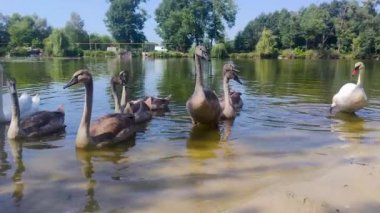 Kuğu Gölü. Sabah gölü manzarası, kuğular, Ukrayna 'da güneş. Doğal doğa geçmişi.