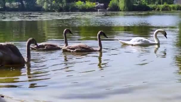 Svansjön Landskap Med Morgonsjö Svanar Sol Ukraina Naturlig Bakgrund — Stockvideo