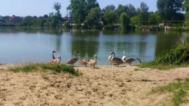 Şehir parkındaki gölette yaşayan Kuğu Ailesi. Dilsiz kuğu ailesi yaz akşamının tadını çıkarıyor..