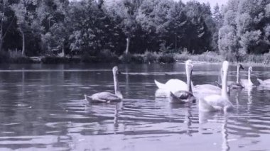 Şehir parkındaki gölette yaşayan Kuğu Ailesi. Dilsiz kuğu ailesi yaz akşamının tadını çıkarıyor..