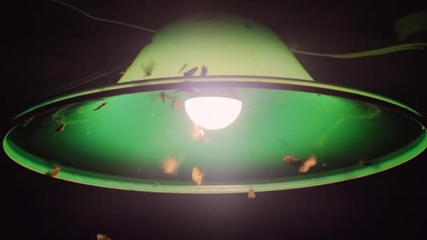 Lampa Och Insekter Moths Flyger Lampa Ljus Malarna Flyger Runt — Stockvideo