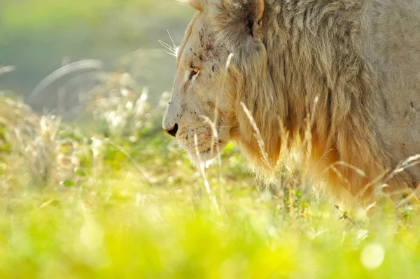 Aslan aslan parkta: Kwazulu Natal, South Africa