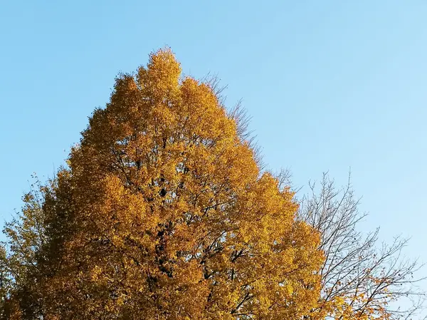 Podzim a měnící charakter strom listy — Stock fotografie