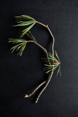 Siyah arka planda yeşil bir çam dalları.