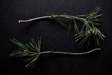 Siyah arka planda yeşil, genç bir çam ağacının iki dalı, yakın plan..