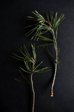 Siyah arka planda Evergreen çam bitkisi.