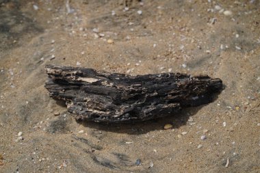 Kabuklu kum ve çakıl taşı desenli fotoğraf. Deniz kenarı kum yüzeyi üst görünümü
