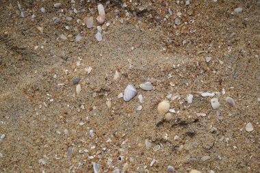 Kabuklu kum ve çakıl taşı desenli fotoğraf. Deniz kenarı kum yüzeyi üst görünümü