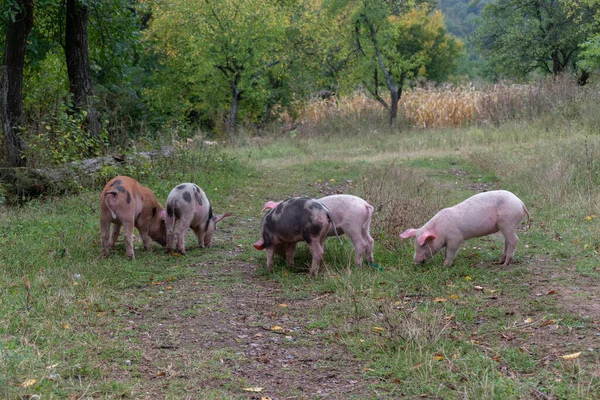 一群各种颜色的小猪在村子里吃草 健康的小猪在农场里自由地走着 — 图库照片