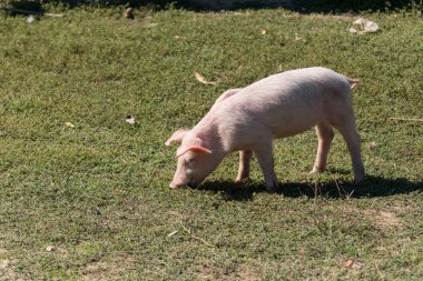 Pembe bir domuz, güneşli bir günde köyün yeşil çimlerini otlatır.