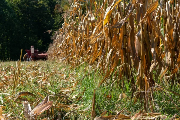 Rijpe Maïsoren Droge Maïsstengels Het Veld Oogsten Van Gewassen Herfst — Stockfoto