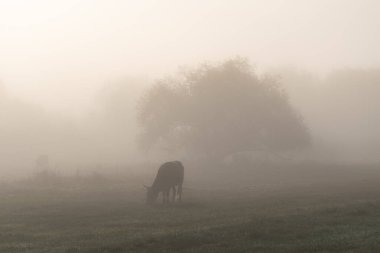 İnekler sabahın erken saatlerinde yoğun siste çayırlarda otlarlar.