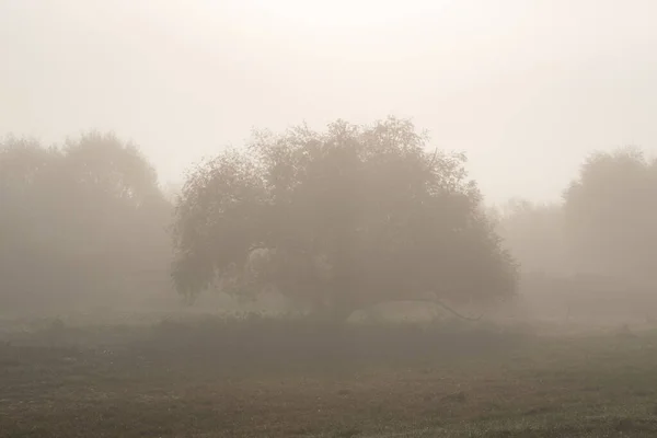 One Willow Tree Large Canopy Thick Fog Forest Foggy Autumn — Stock Photo, Image