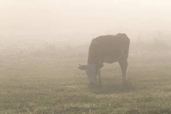 Μια Αγελάδα Ένα Βοσκότοπο Βόσκει Χορταριασμένο Γρασίδι Στην Ομίχλη Νωρίς — Φωτογραφία Αρχείου