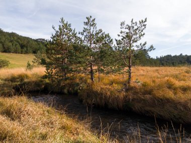 Sırbistan 'ın Zlatibor dağındaki Vodice vadisindeki Crni Rzav deresi