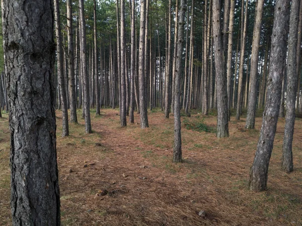 塞尔维亚Zlatibor山上的松树林 有远足小径 — 图库照片