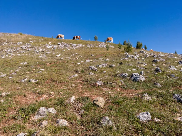 山の牧草地に牛の放牧の群れは 多くの小さな岩の地面から抜け出す — ストック写真