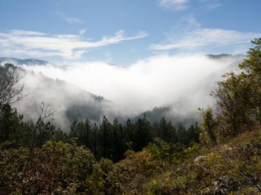 Sırbistan 'ın Mokra Gora kentindeki dağ manzarası ve sisli çam ormanları