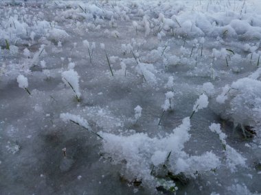 Buzun üzerinde çimen yaprakları var, karla kaplı, soğuk kış