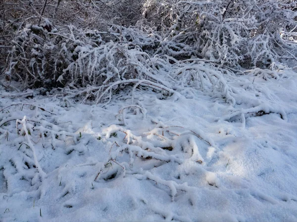 Příroda Zimě Vegetace Pokrytá Sněhem — Stock fotografie