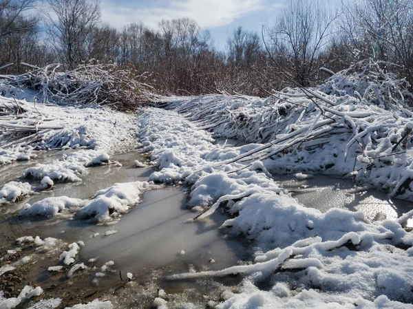 Vegetação Coberta Neve Poças Água Congeladas Durante Inverno Perto Floresta — Fotografia de Stock