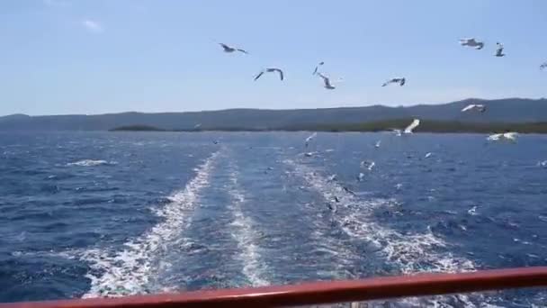 Ein Schwarm Möwen Folgt Einem Touristenboot Der Adria Kroatien — Stockvideo