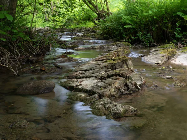 Ruisseau Montagne Peu Profond Dans Forêt Verte Été Eau Coule — Photo