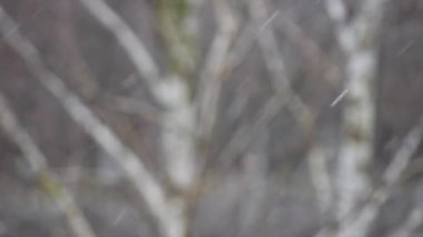 Kar yağışı, kışın seçici odaklı beyaz kar taneleri, kış tasarımı konsepti.