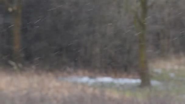 Snö Faller Snöfall Vita Snöflingor Med Selektivt Fokus Vintern Vinterkoncept — Stockvideo