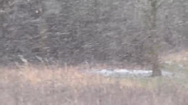 Sníh Padající Sněžení Bílé Vločky Selektivním Zaměřením Zimě Koncept Zimního — Stock video