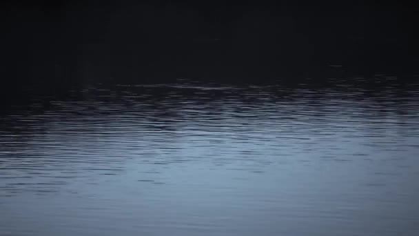 Cena Calma Abstrata Ondulações Água Superfície Entardecer Detalhe Natureza — Vídeo de Stock