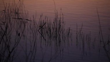 Su kamışının silueti ve alacakaranlıkta dalgalanan su, doğa detayı.