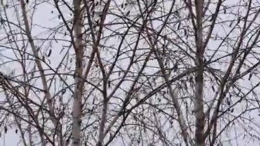 Yapraksız huş ağacı kışın rüzgarda sallanıyor.